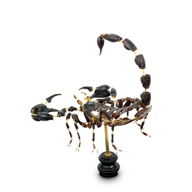 Scorpion Heterometrus