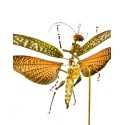 Lacusta Tropidacris cristata dux