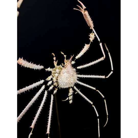 Crab Pleistacantha moseleyi